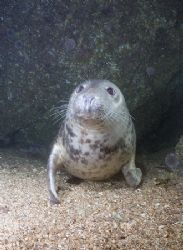 Grey seal. Farne isles. D200,16mm. by Derek Haslam 